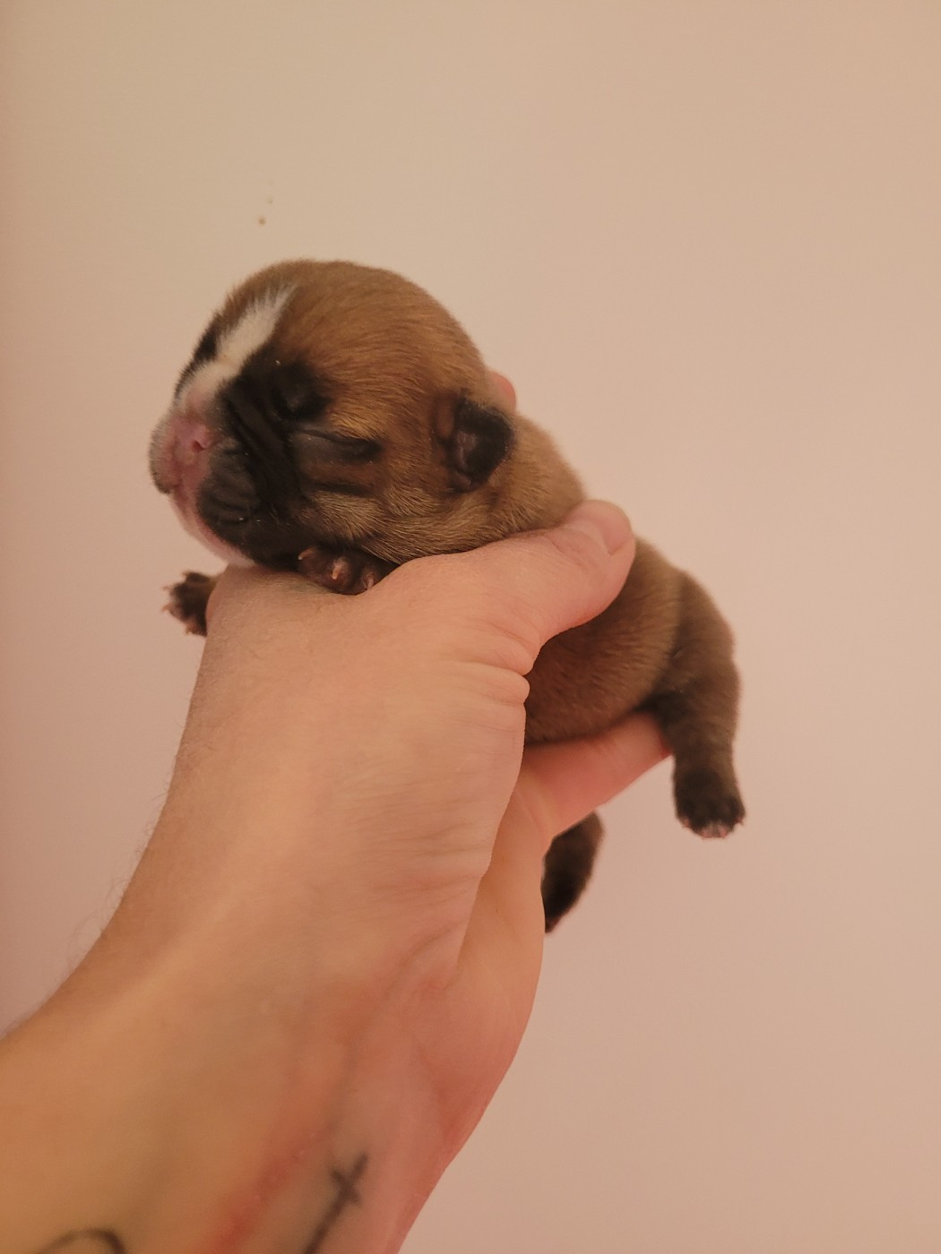 De la Cour des Molosses - Chiots disponibles - Bouledogue français