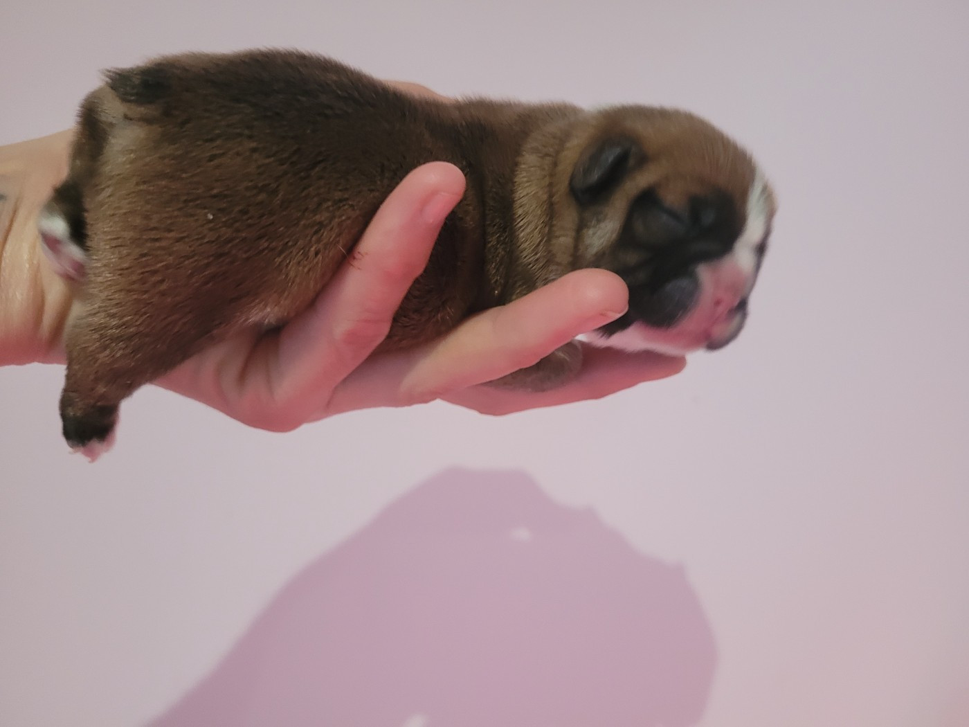 De la Cour des Molosses - Chiots disponibles - Bouledogue français