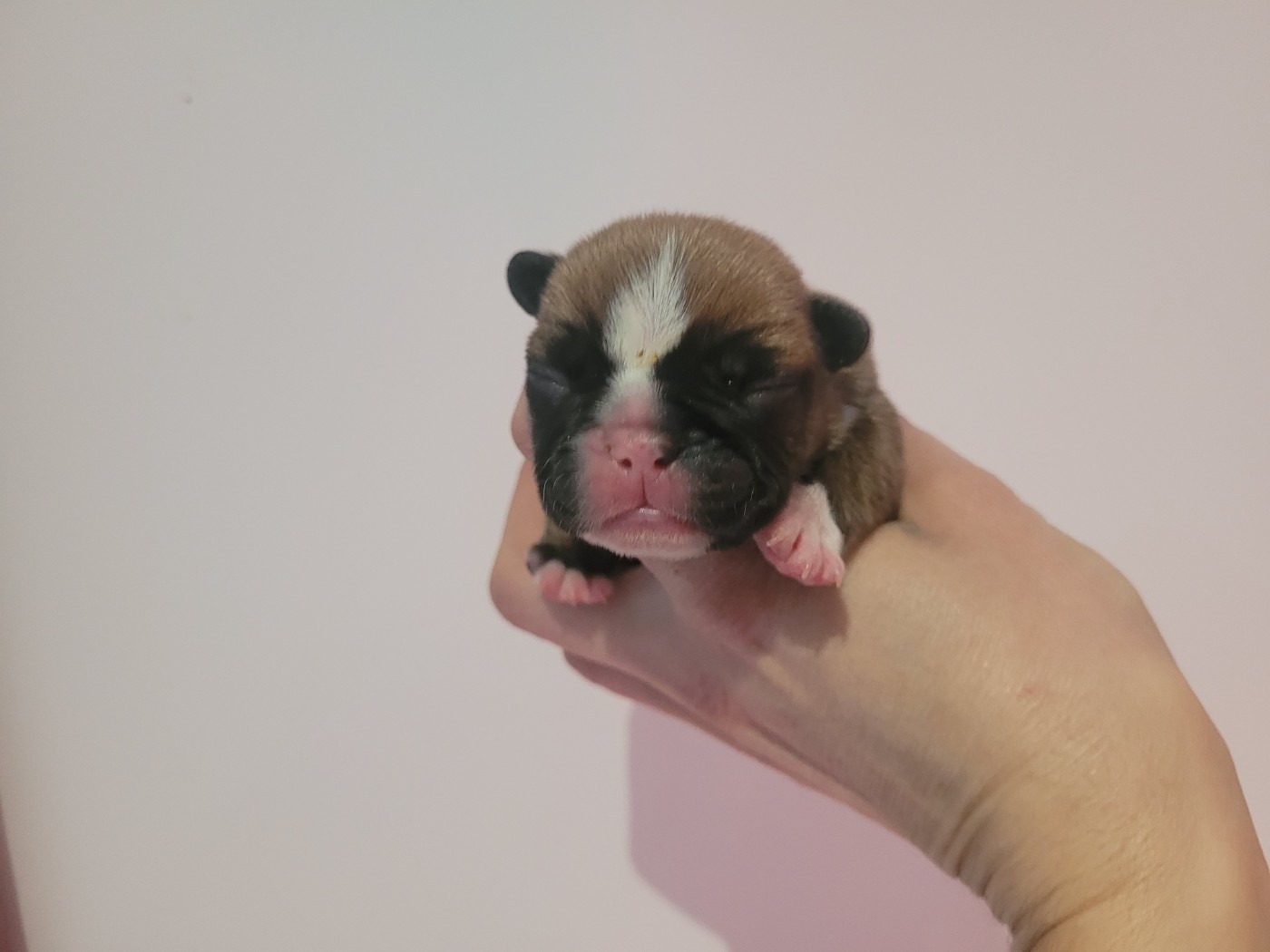 De la Cour des Molosses - Chiots disponibles - Bouledogue français