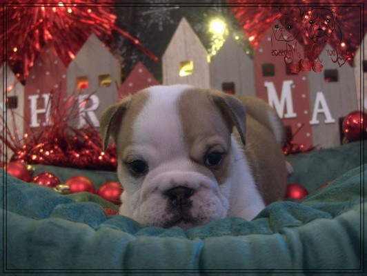 De la Cour des Molosses - Chiots disponibles - Bulldog Anglais