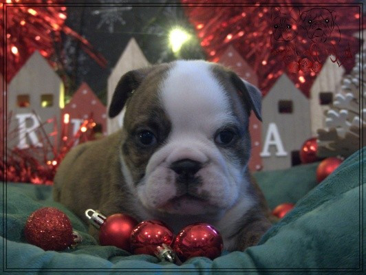 De la Cour des Molosses - Chiots disponibles - Bulldog Anglais