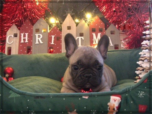 De la Cour des Molosses - Chiots disponibles - Bouledogue français