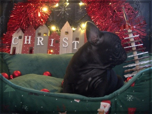 De la Cour des Molosses - Chiots disponibles - Bouledogue français