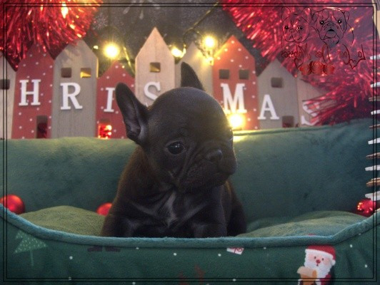 De la Cour des Molosses - Chiots disponibles - Bouledogue français