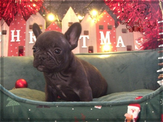 De la Cour des Molosses - Chiots disponibles - Bouledogue français