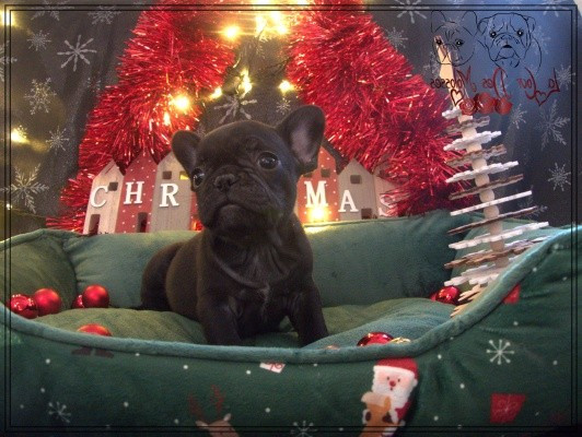 De la Cour des Molosses - Chiots disponibles - Bouledogue français