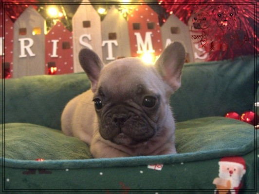 De la Cour des Molosses - Chiots disponibles - Bouledogue français