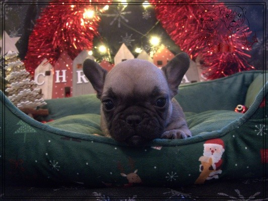 De la Cour des Molosses - Chiots disponibles - Bouledogue français