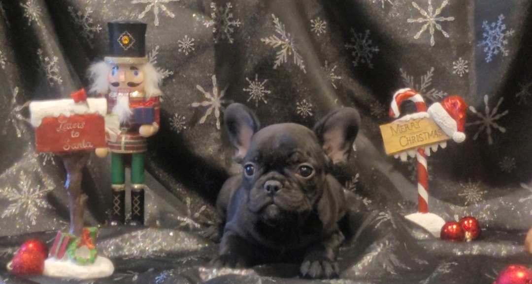 De la Cour des Molosses - Chiots disponibles - Bouledogue français