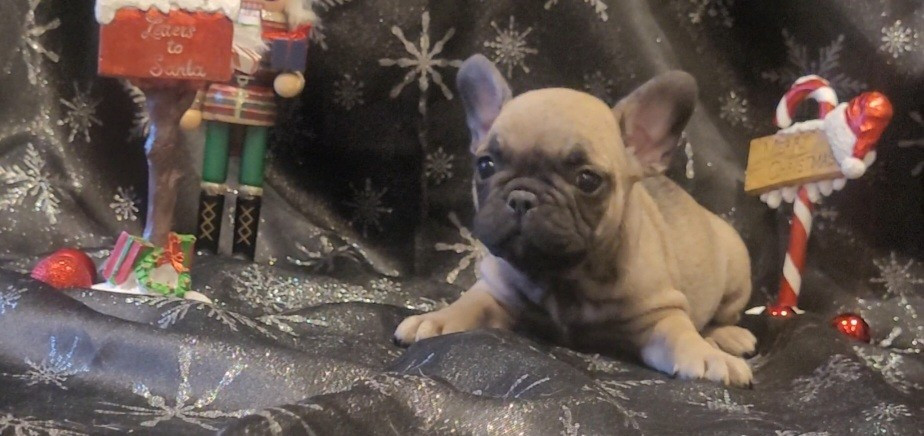 De la Cour des Molosses - Chiots disponibles - Bouledogue français