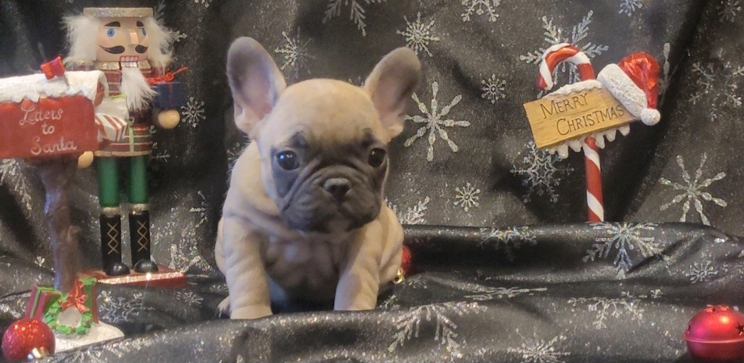 De la Cour des Molosses - Chiots disponibles - Bouledogue français