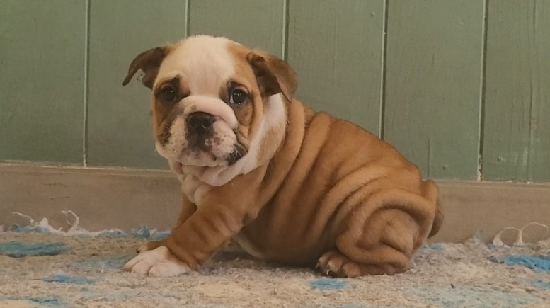 De la Cour des Molosses - Chiots disponibles - Bulldog Anglais