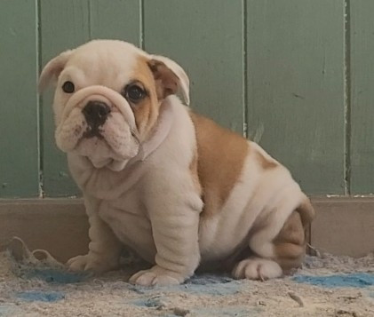 De la Cour des Molosses - Chiots disponibles - Bulldog Anglais