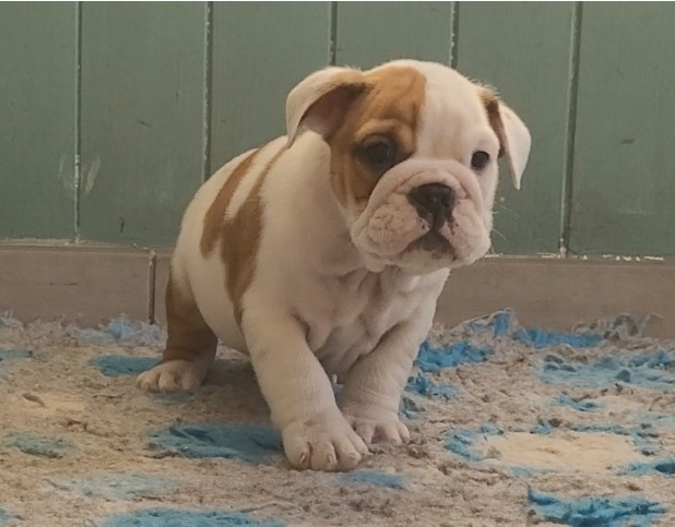 De la Cour des Molosses - Chiots disponibles - Bulldog Anglais