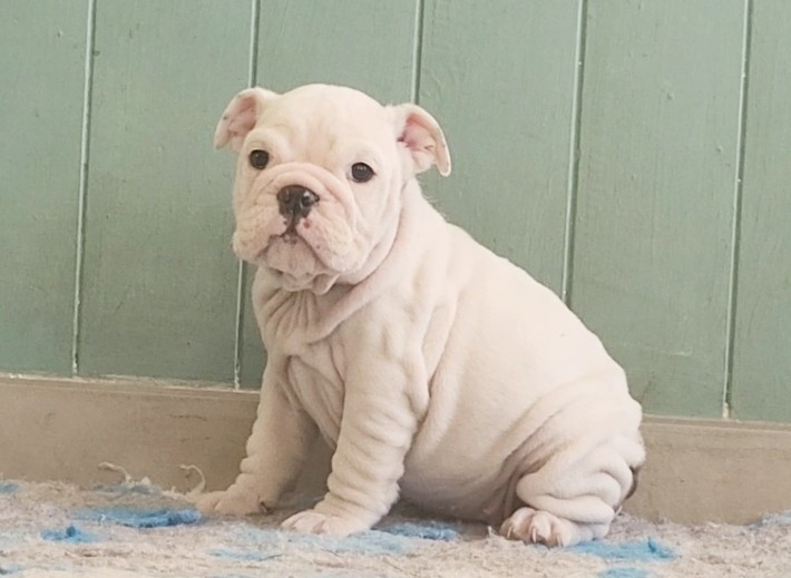 De la Cour des Molosses - Chiots disponibles - Bulldog Anglais