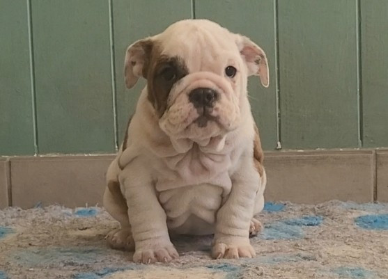 De la Cour des Molosses - Chiots disponibles - Bulldog Anglais