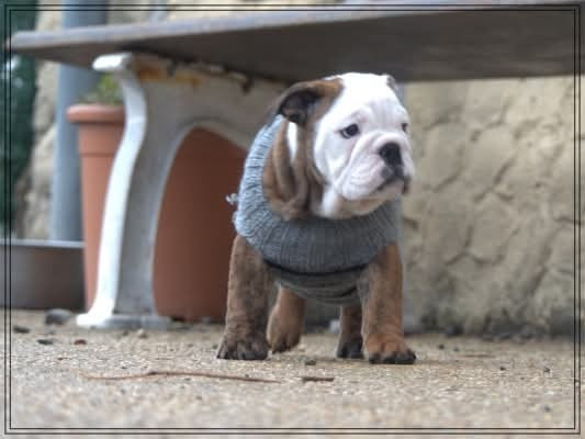 De la Cour des Molosses - Chiots disponibles - Bulldog Anglais