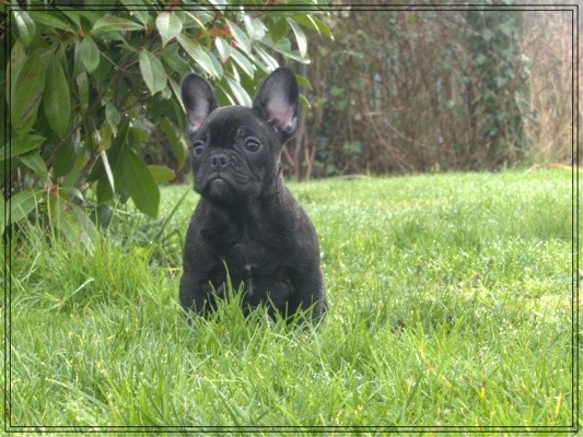 De la Cour des Molosses - Chiots disponibles - Bouledogue français