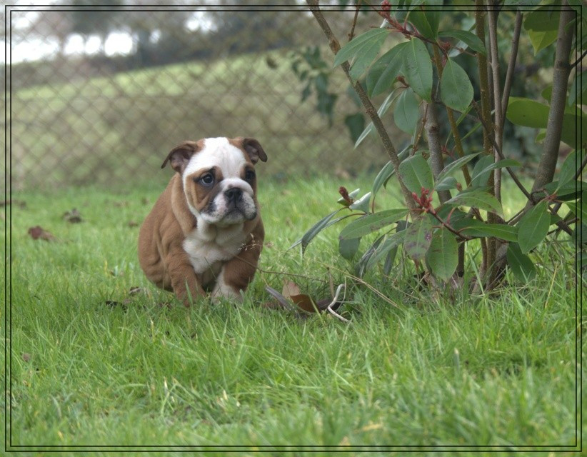 De la Cour des Molosses - Chiots disponibles - Bulldog Anglais
