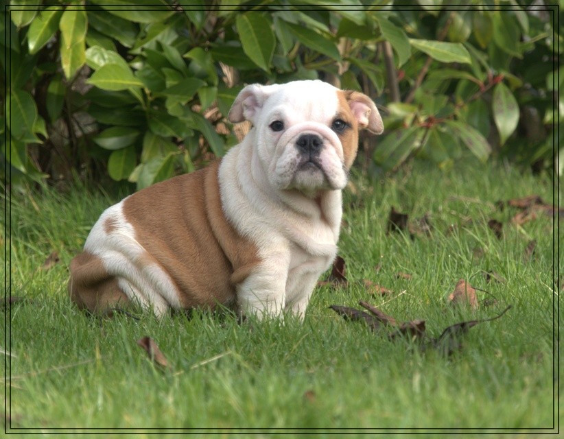 De la Cour des Molosses - Chiots disponibles - Bulldog Anglais