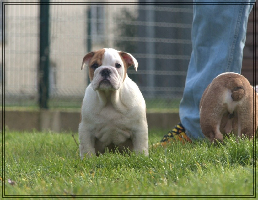 De la Cour des Molosses - Chiots disponibles - Bulldog Anglais