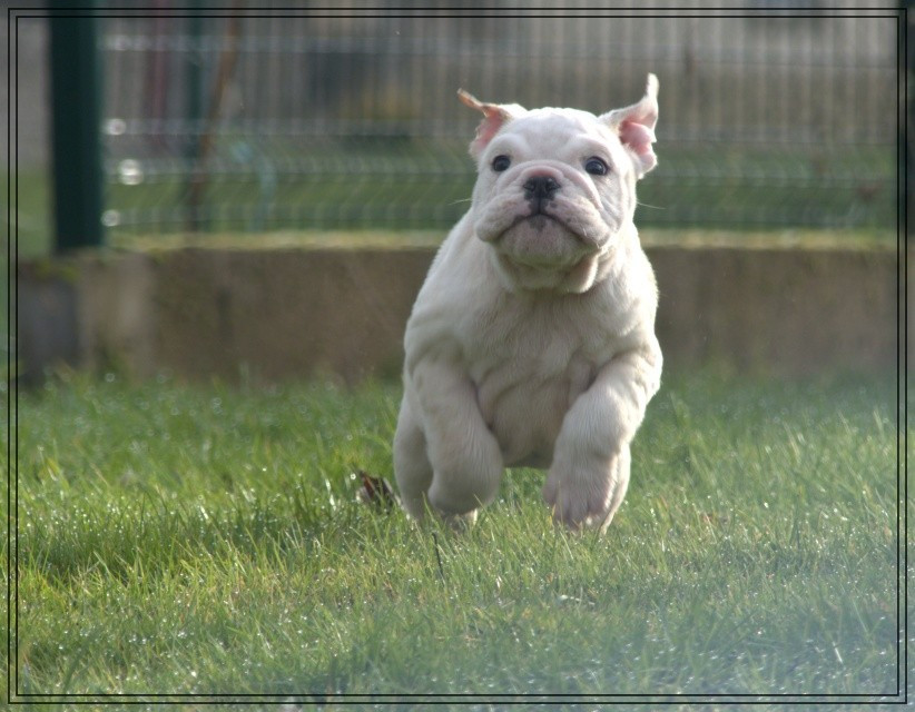 De la Cour des Molosses - Chiots disponibles - Bulldog Anglais
