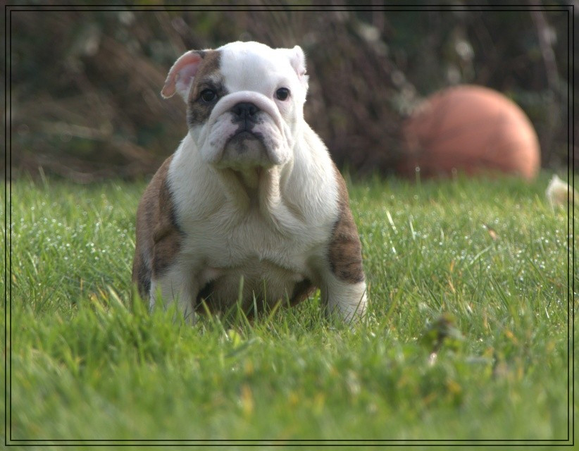 De la Cour des Molosses - Chiots disponibles - Bulldog Anglais