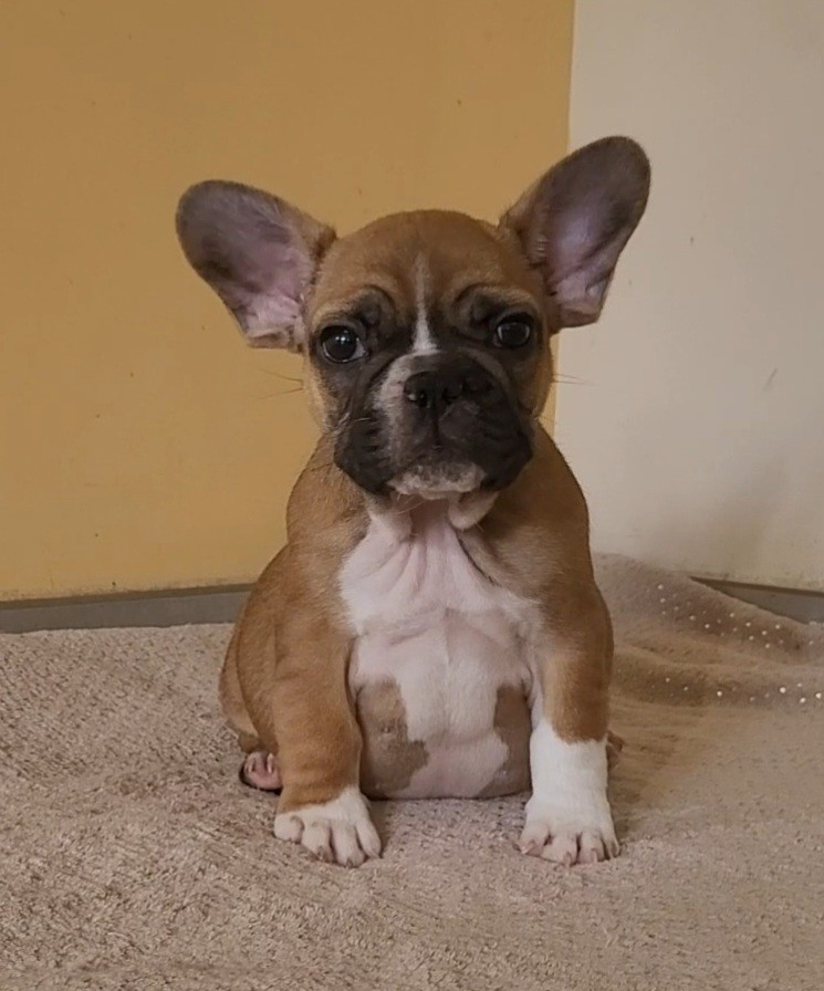 De la Cour des Molosses - Chiots disponibles - Bouledogue français