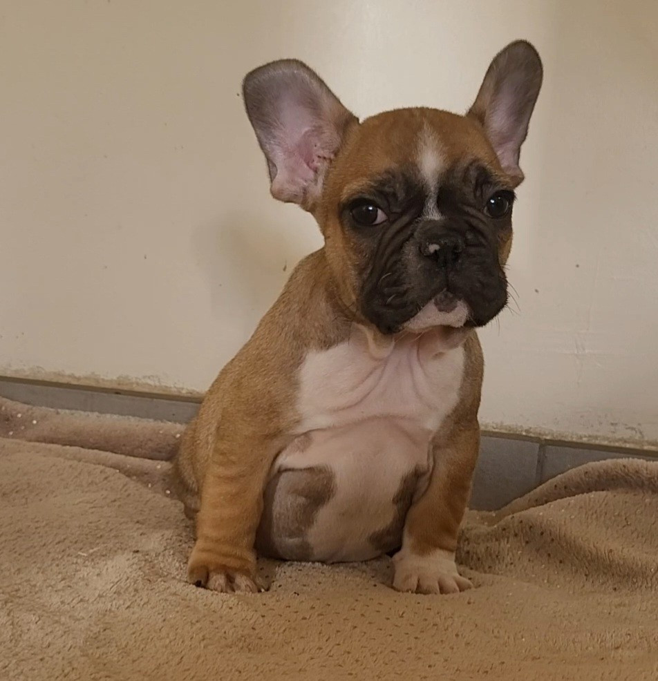 De la Cour des Molosses - Chiots disponibles - Bouledogue français