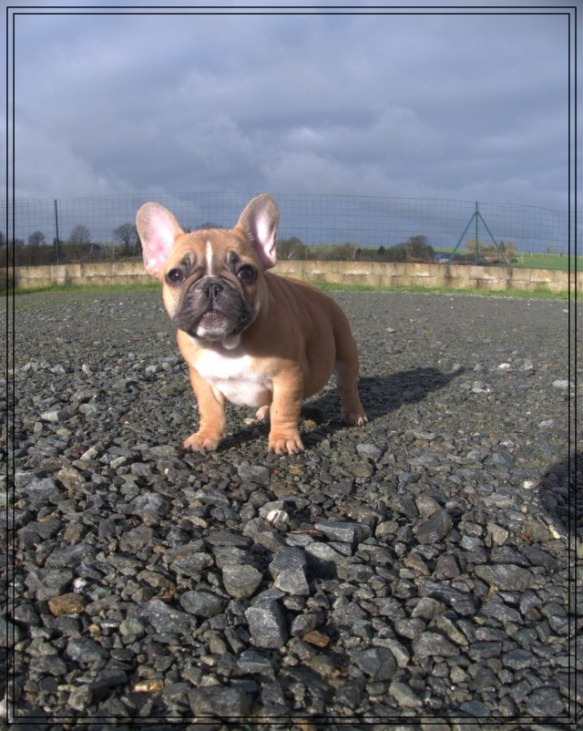 De la Cour des Molosses - Chiots disponibles - Bouledogue français
