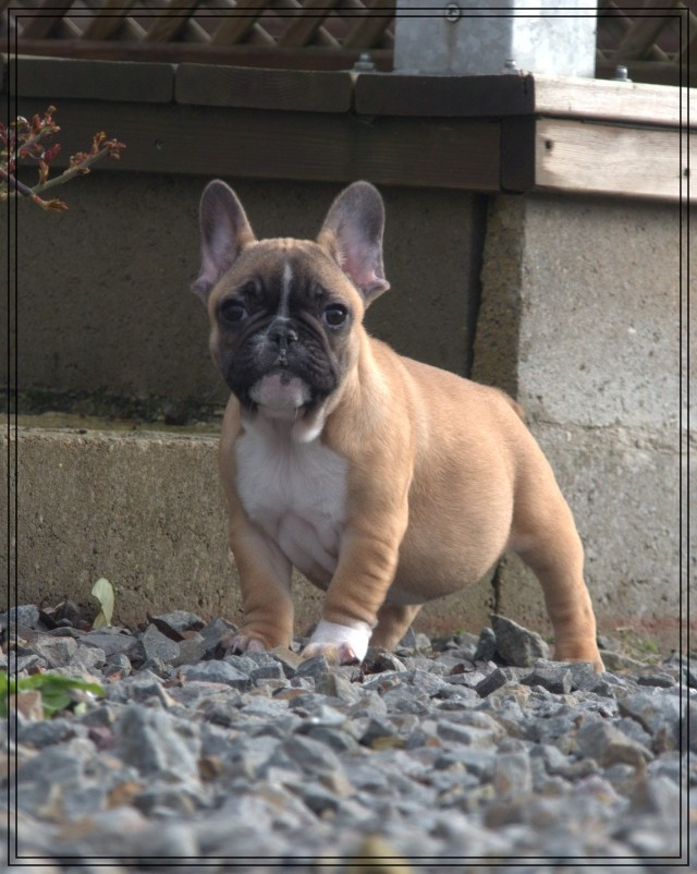 De la Cour des Molosses - Chiots disponibles - Bouledogue français