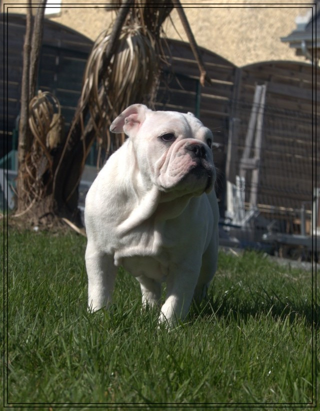 De la Cour des Molosses - Chiots disponibles - Bulldog Anglais