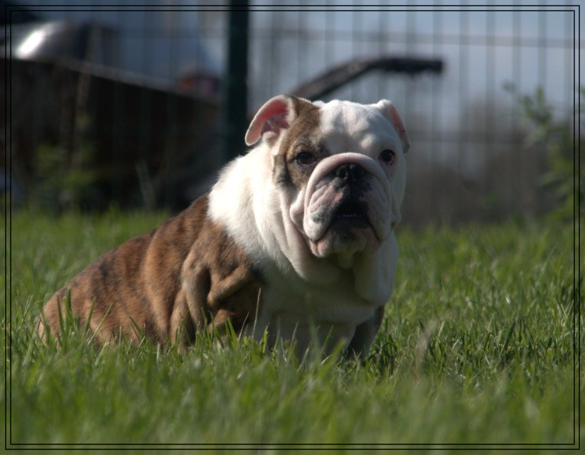 De la Cour des Molosses - Chiots disponibles - Bulldog Anglais