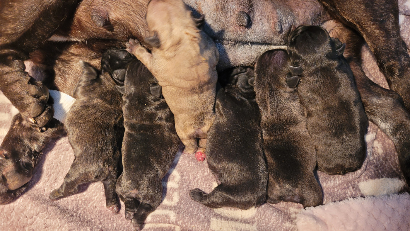 Chiot Bouledogue français De la Cour des Molosses