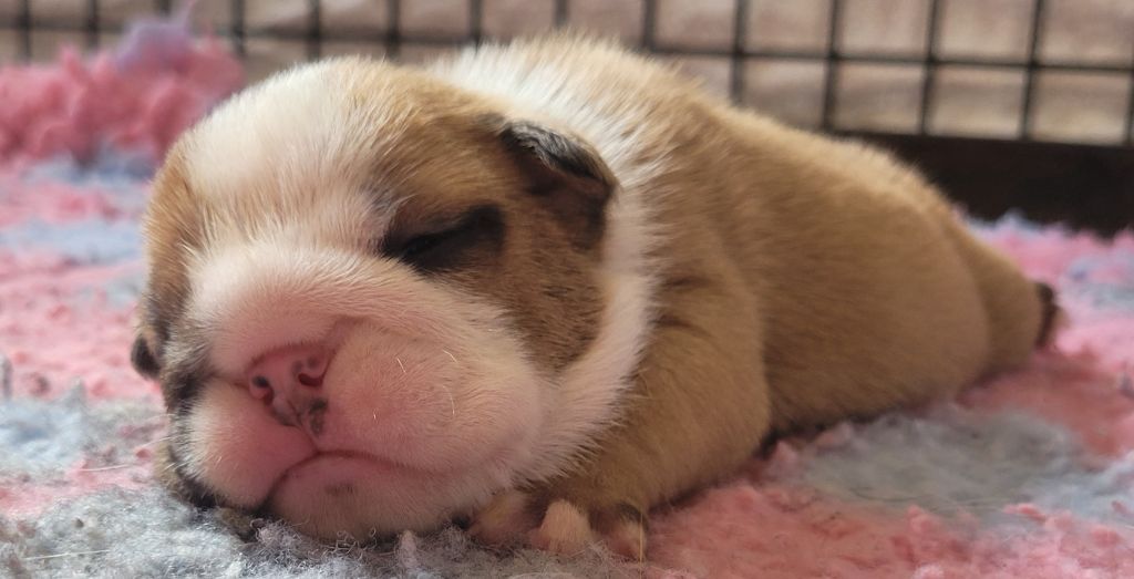 De la Cour des Molosses - Chiots disponibles - Bulldog Anglais