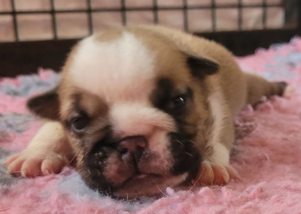 De la Cour des Molosses - Chiots disponibles - Bulldog Anglais