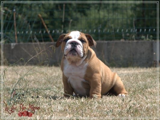 De la Cour des Molosses - Chiots disponibles - Bulldog Anglais
