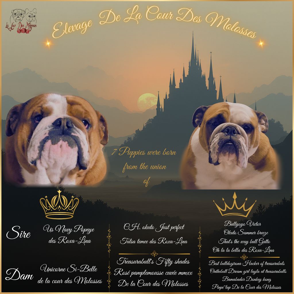 Chiot Bulldog Anglais De la Cour des Molosses