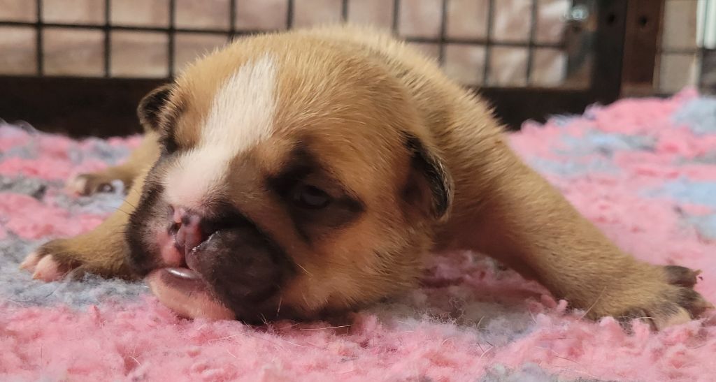 De la Cour des Molosses - Chiots disponibles - Bulldog Anglais