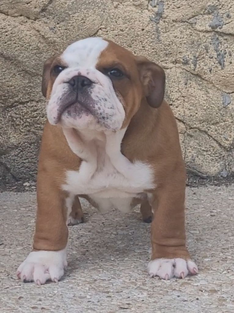 De la Cour des Molosses - Chiots disponibles - Bulldog Anglais