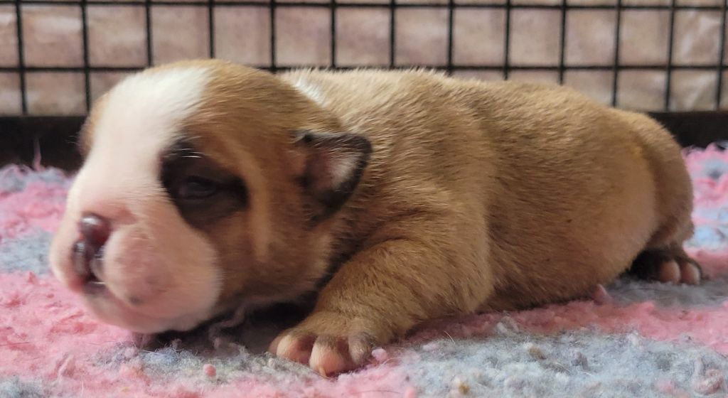 De la Cour des Molosses - Chiots disponibles - Bulldog Anglais