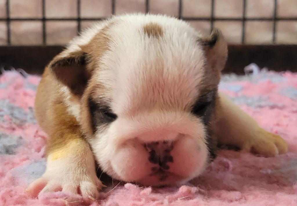 De la Cour des Molosses - Chiots disponibles - Bulldog Anglais