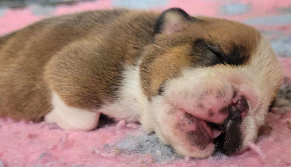 De la Cour des Molosses - Chiots disponibles - Bulldog Anglais