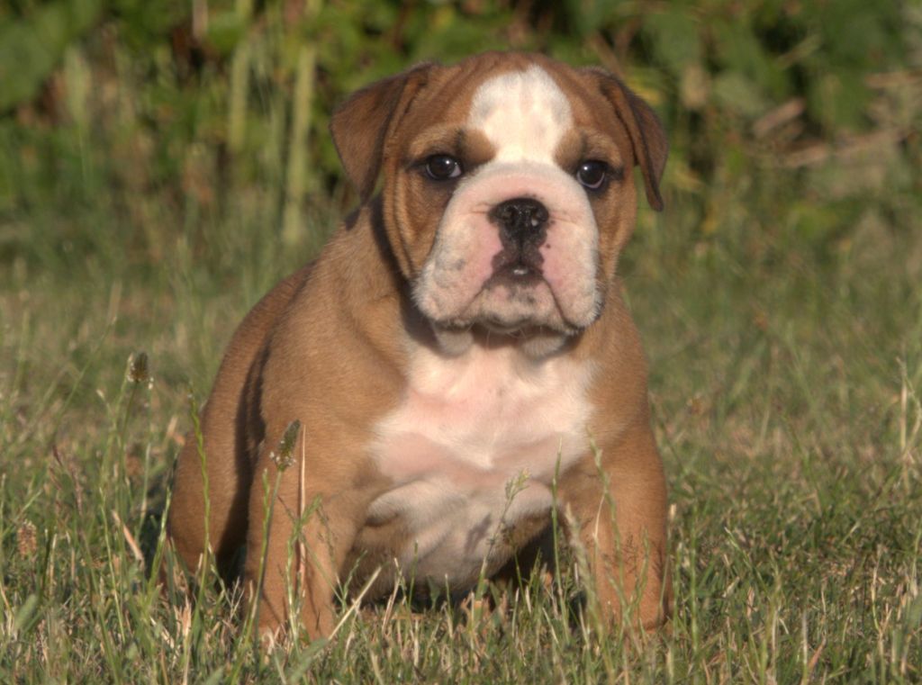 De la Cour des Molosses - Chiots disponibles - Bulldog Anglais