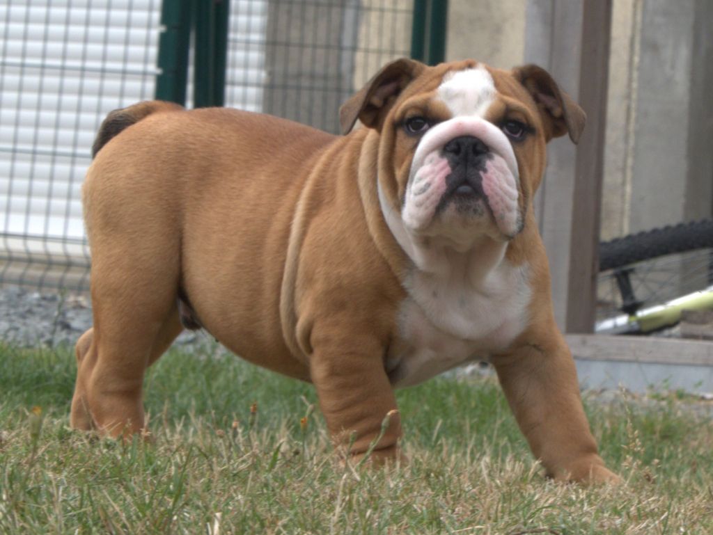 De la Cour des Molosses - Chiots disponibles - Bulldog Anglais