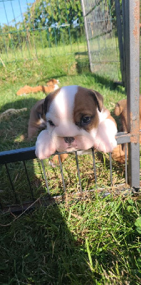 CHIOT 3