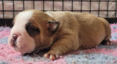 CHIOT 5