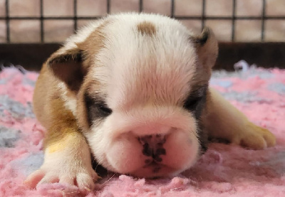 CHIOT 1