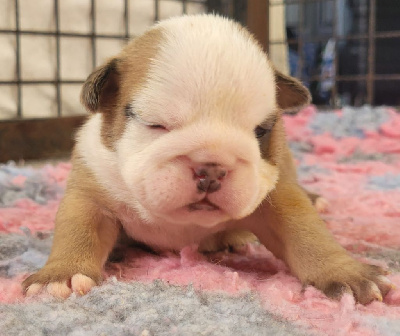 CHIOT 7