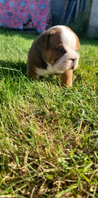 CHIOT 1